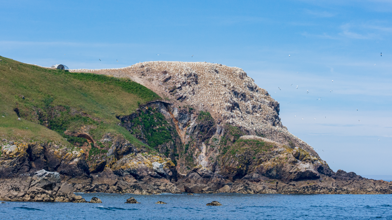 l'île Rouzic au sept îles vu de la mer où nichent la plus grande colonie de fous de bassan en France